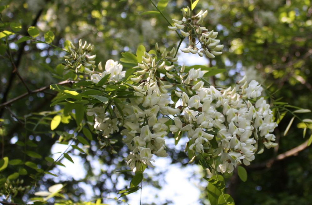 www.floramyno.com : Robinier faux acacia